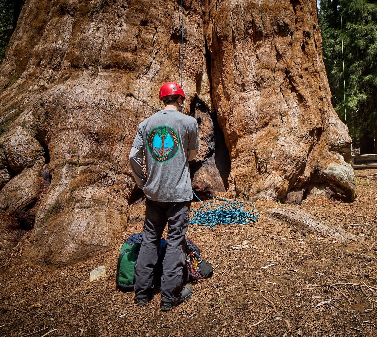 Ancient Forest Society Merchandise — Ancient Forest Society